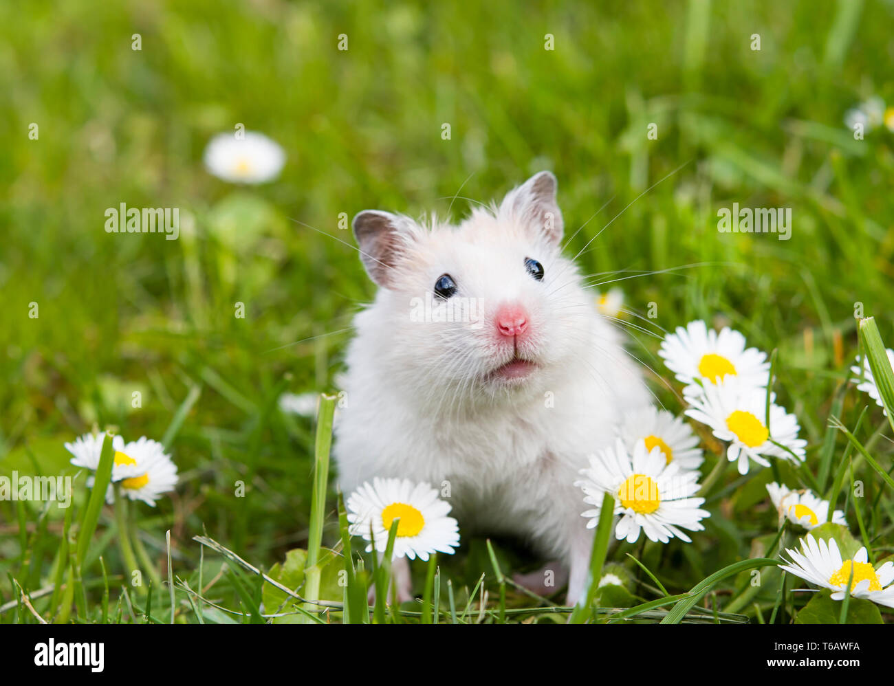 Small White Hamster On A White Background Stock Photo - Download