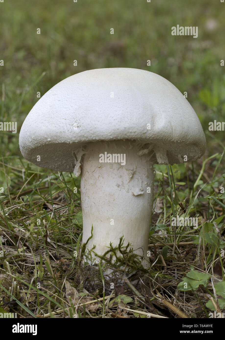 Wild Field Mushroom Stock Photo Alamy