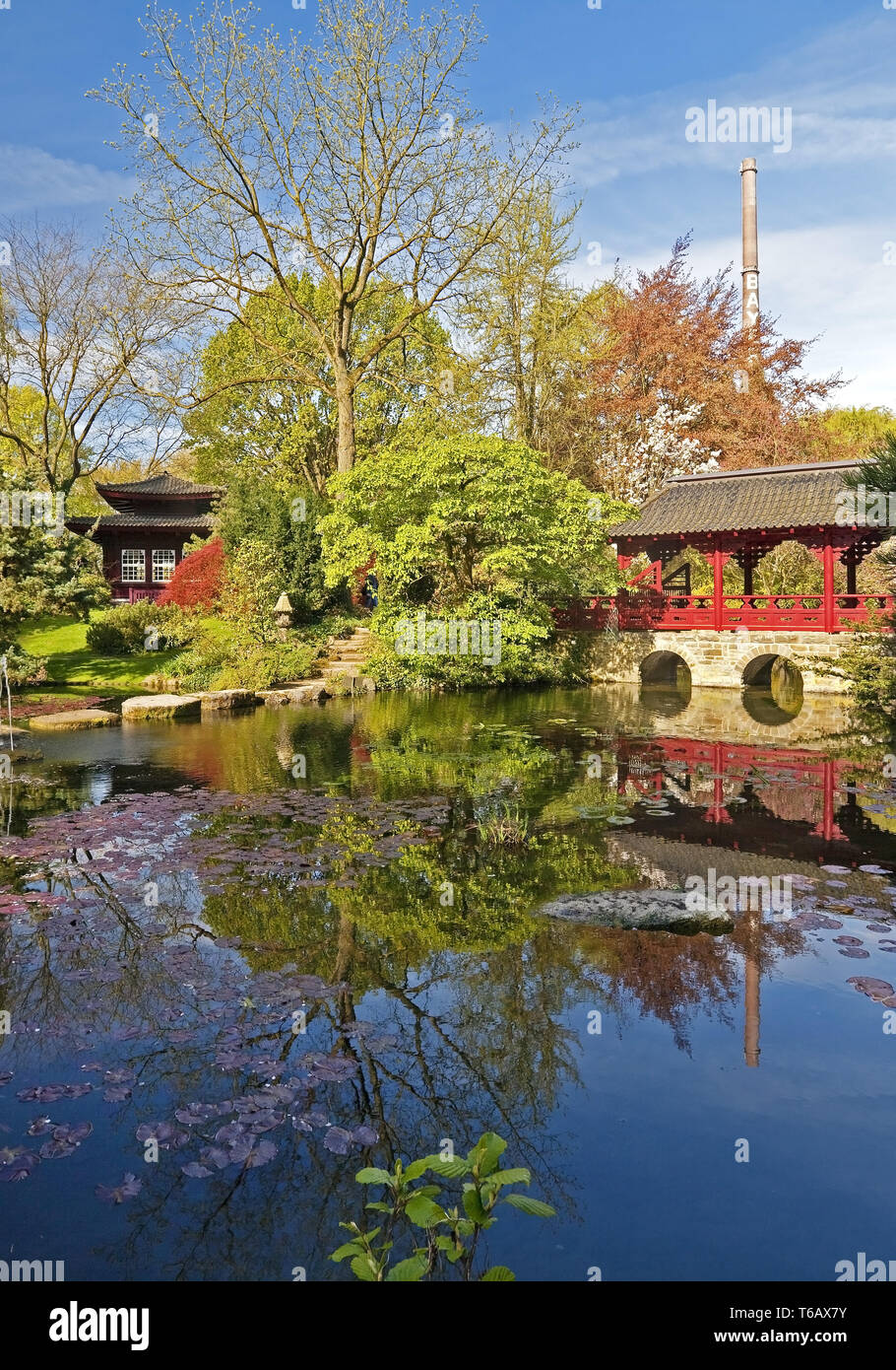 Japanese Garden with tea house in spring, Leverkusen, North Rhine-Westphalia, Germany Stock Photo