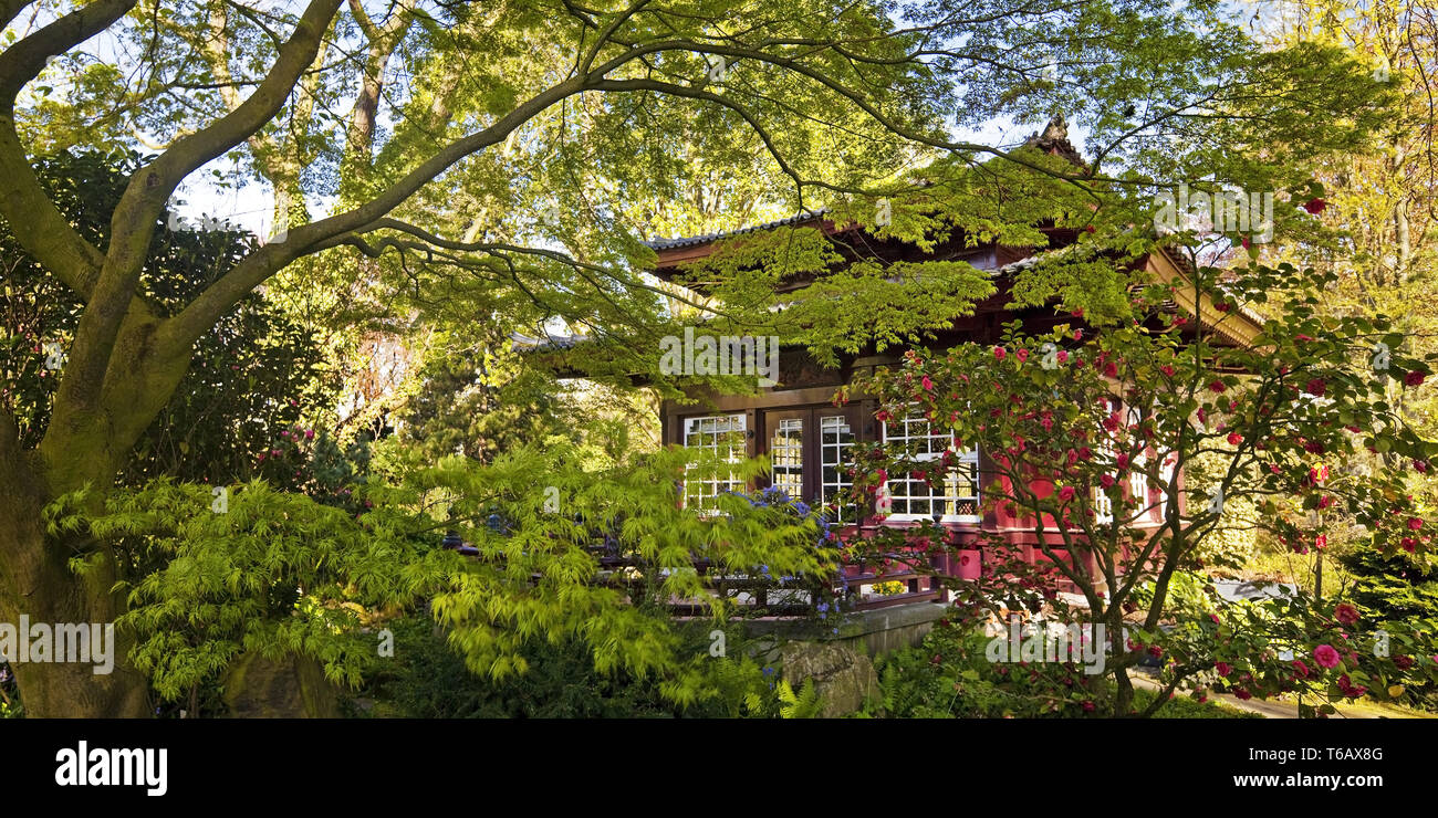 Japanese Garden with tea house in spring, Leverkusen, North Rhine-Westphalia, Germany Stock Photo