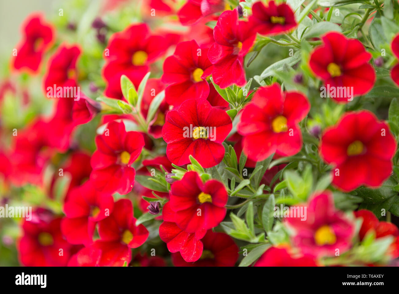 Million Bells Flower High Resolution Stock Photography And Images Alamy