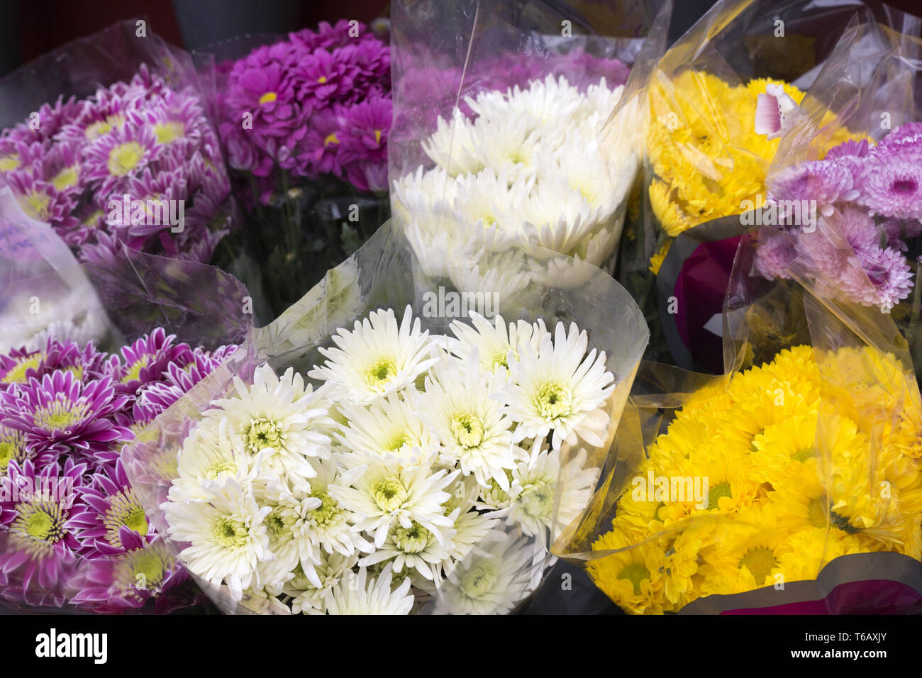 Colourful flowers in florist shop uk hires stock photography and