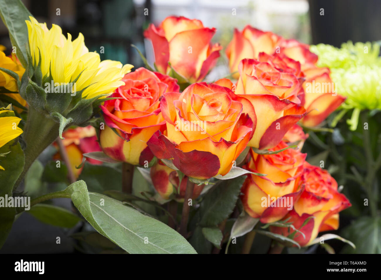 German flowers hires stock photography and images Alamy