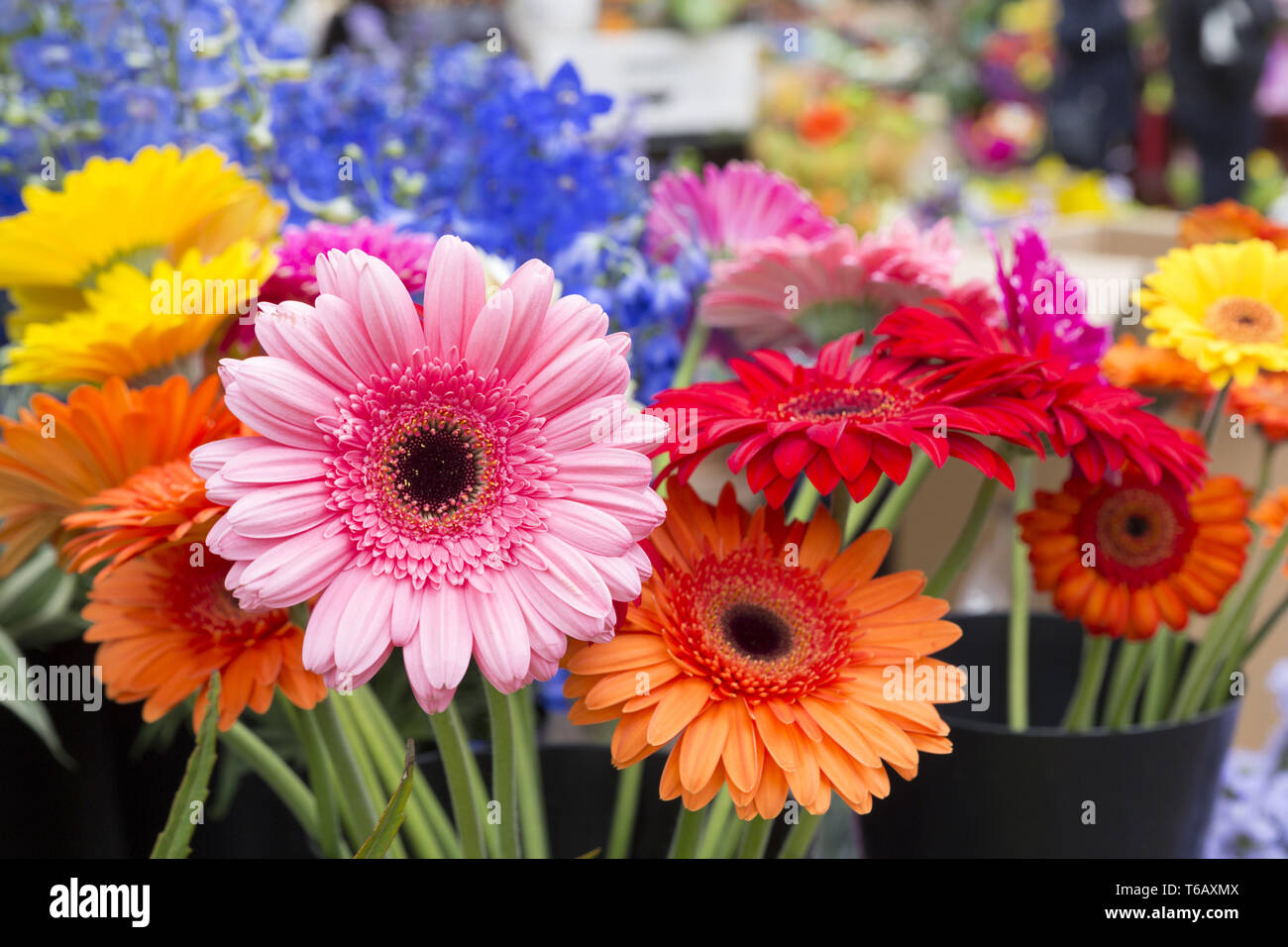 Colourful flowers in an german flower shop Stock Photo Alamy