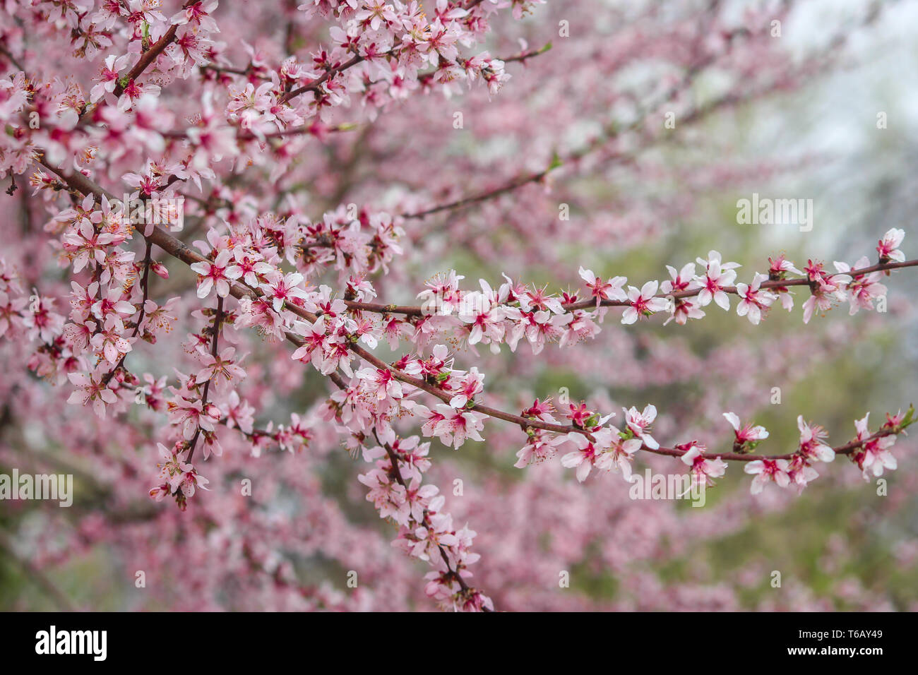 Almond flowers with pink hues in full bloom at Badamwari Srinagar ...