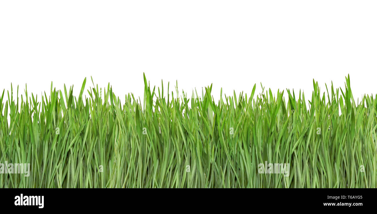 Grass Blades Cutout Stock Photo