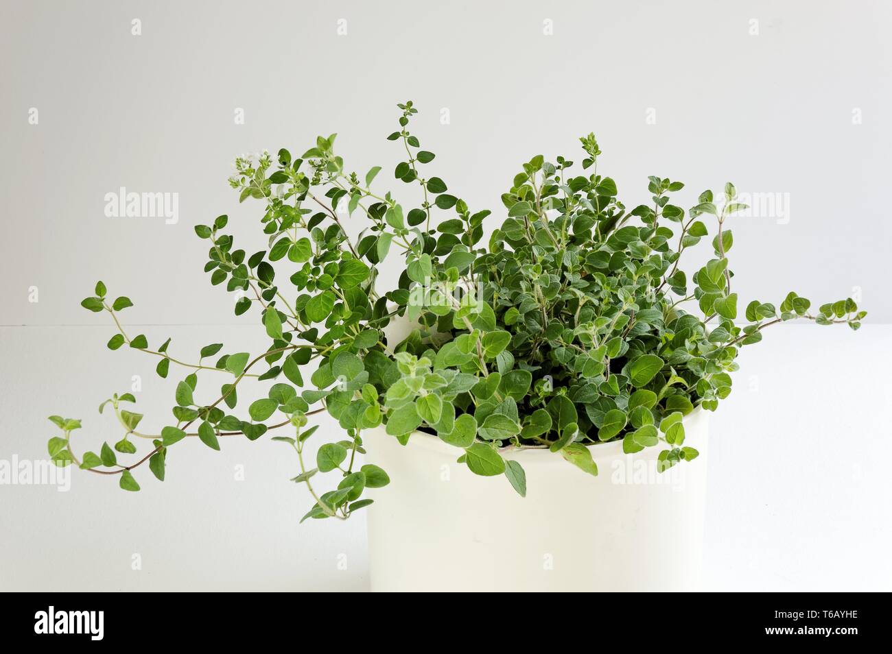 Oregano (Oregnum heracleoticum) Stock Photo