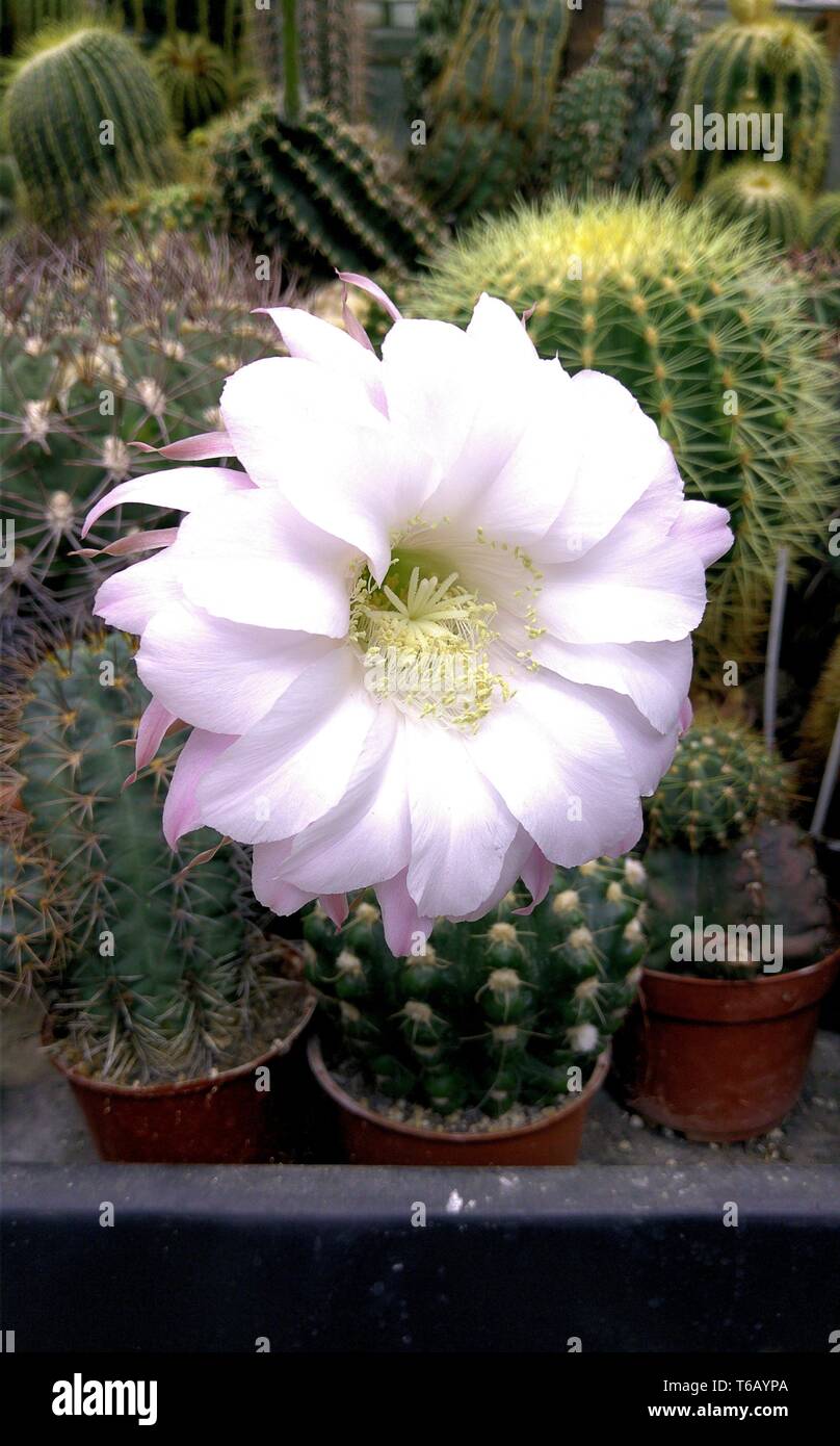 Blossom of a cactus (Echinopsis sp) Stock Photo