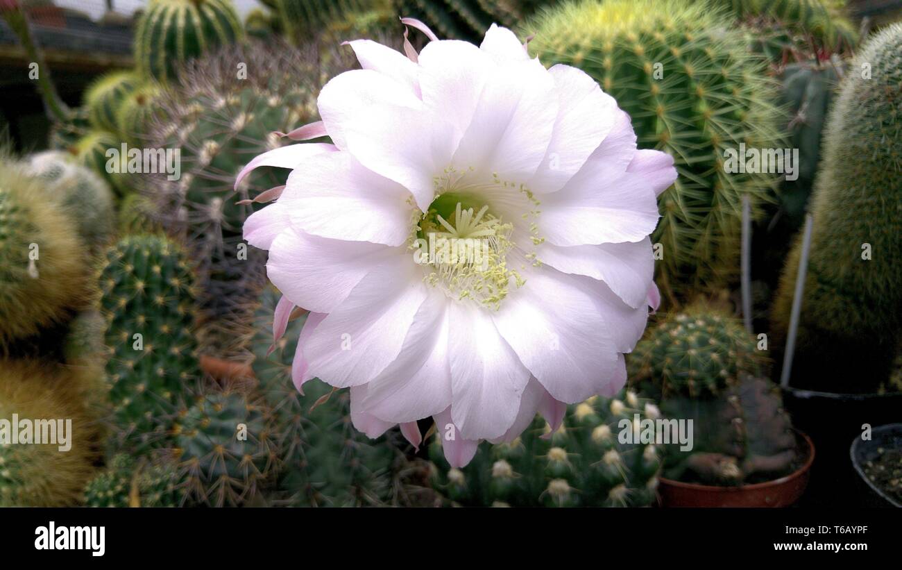 Blossom of a cactus 8echinopsis sp.) Stock Photo
