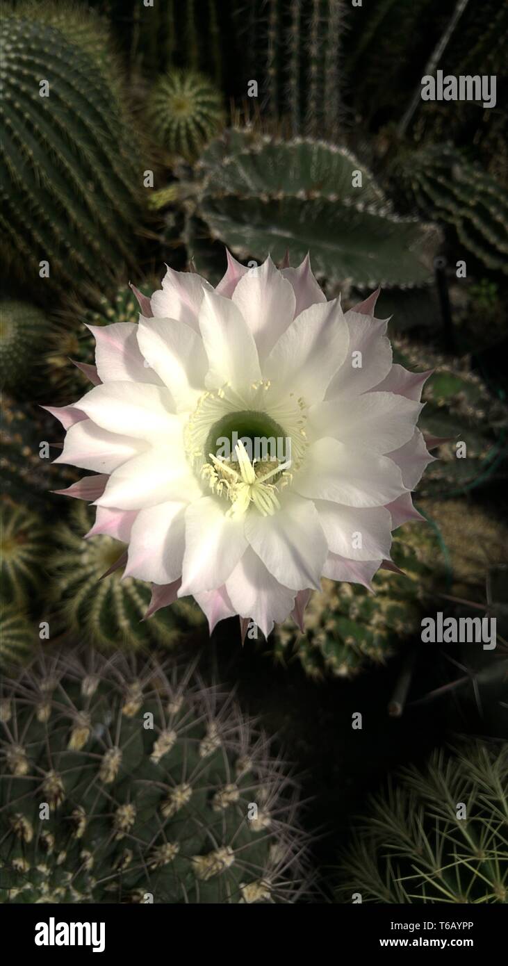 Blossom of a cactus (Echinopsis sp.) Stock Photo