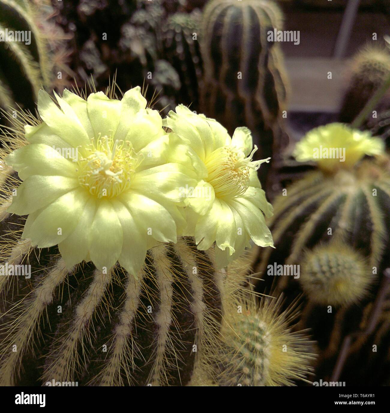 Blossom of a notocactus (Notocactus spec) Stock Photo