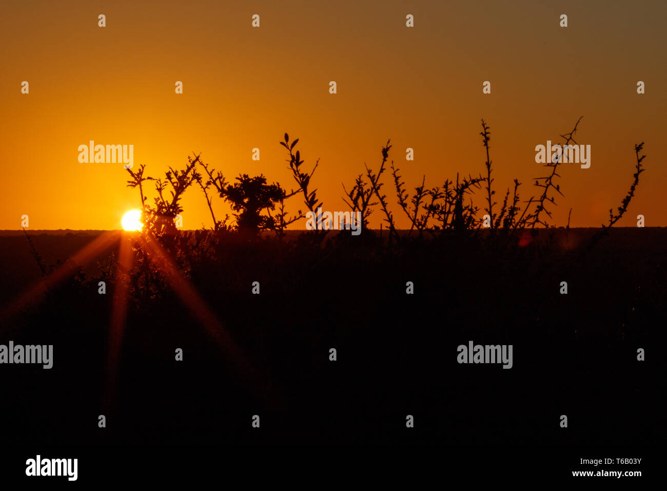 Sunset in Addo with branches of orange - Addo Landscape Stock Photo