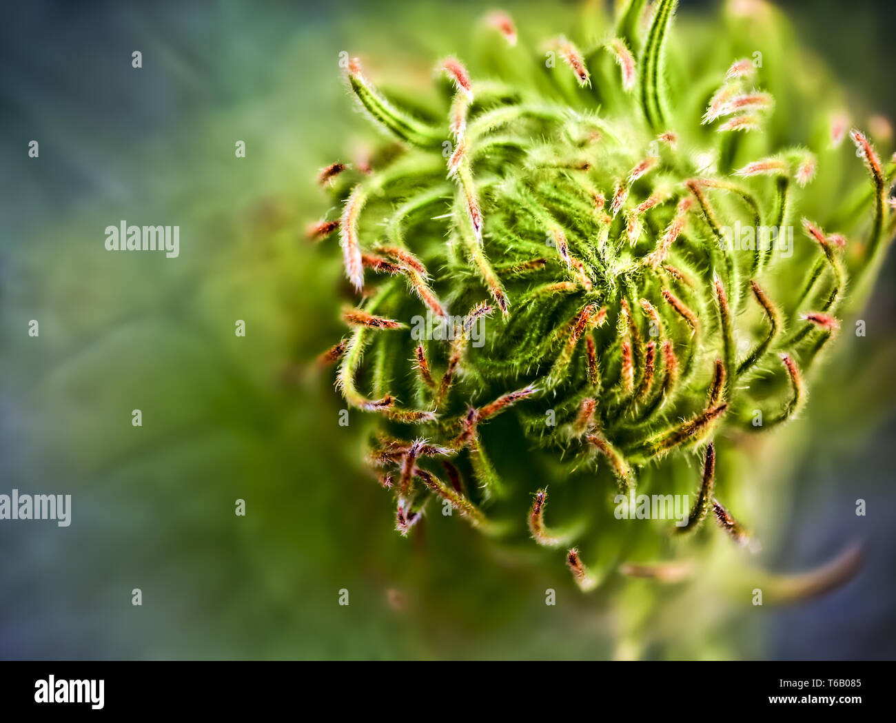 macro of an organic looking plant Stock Photo