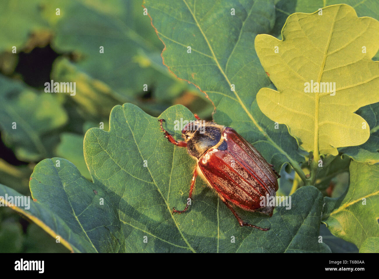 May Bug reach sizes of 2,5 to 3 cm  -  (Photo Cockchafer between oak leaves) / Melolontha melolontha Stock Photo