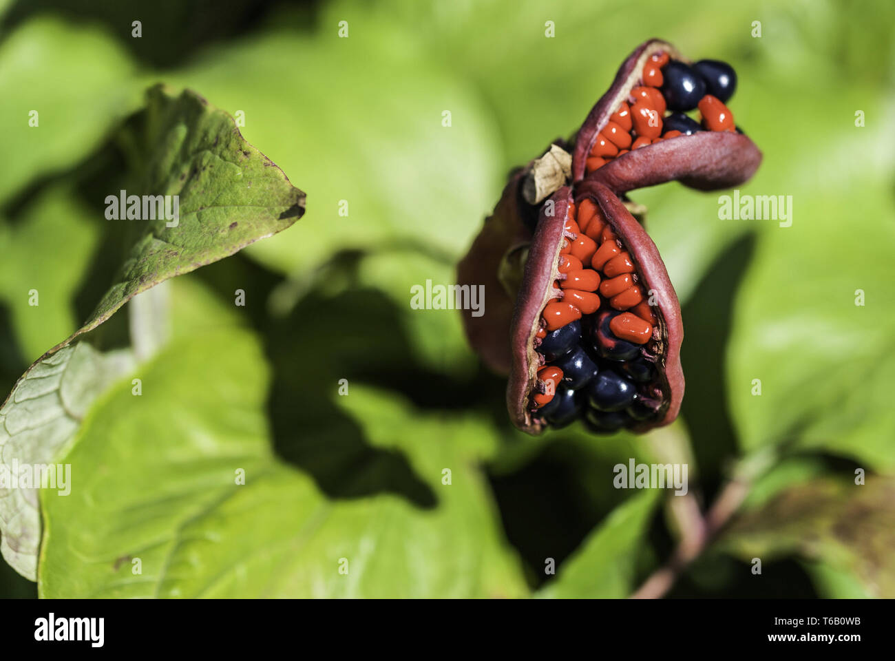 Exotic flower bouquet hi-res stock photography and images - Alamy