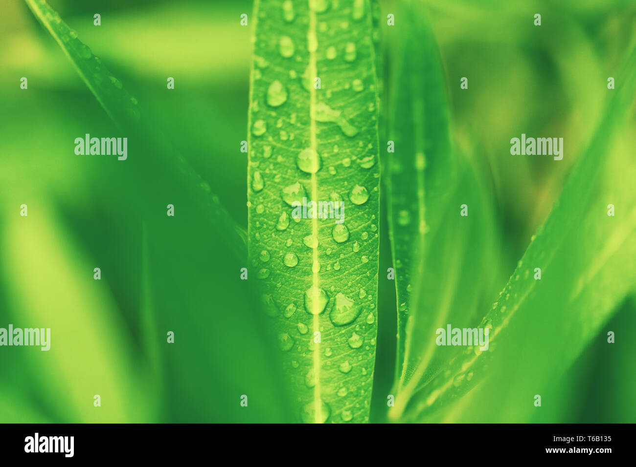 water drops on green plant leaf Stock Photo
