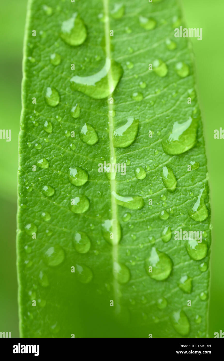 water drops on green plant leaf Stock Photo