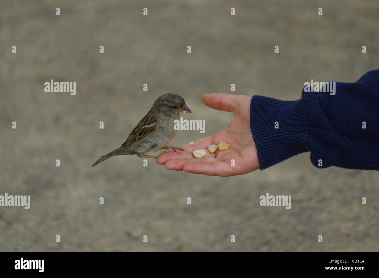sparrow bird eating bread from outstretched hand Stock Photo Alamy