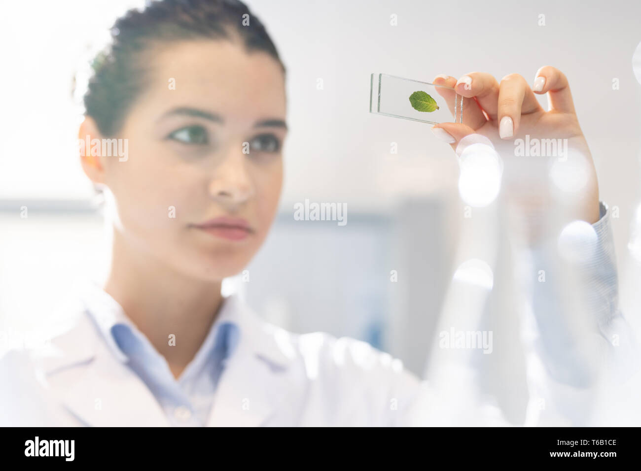 Field biologist performing laboratory analysis Stock Photo Alamy