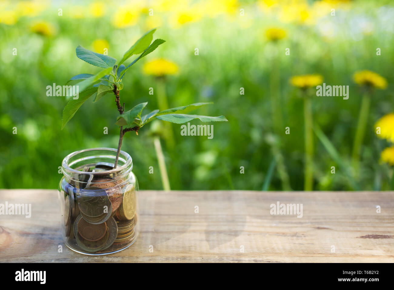 Plant growing on Coins glass jar. Concept money saving coins Stock ...