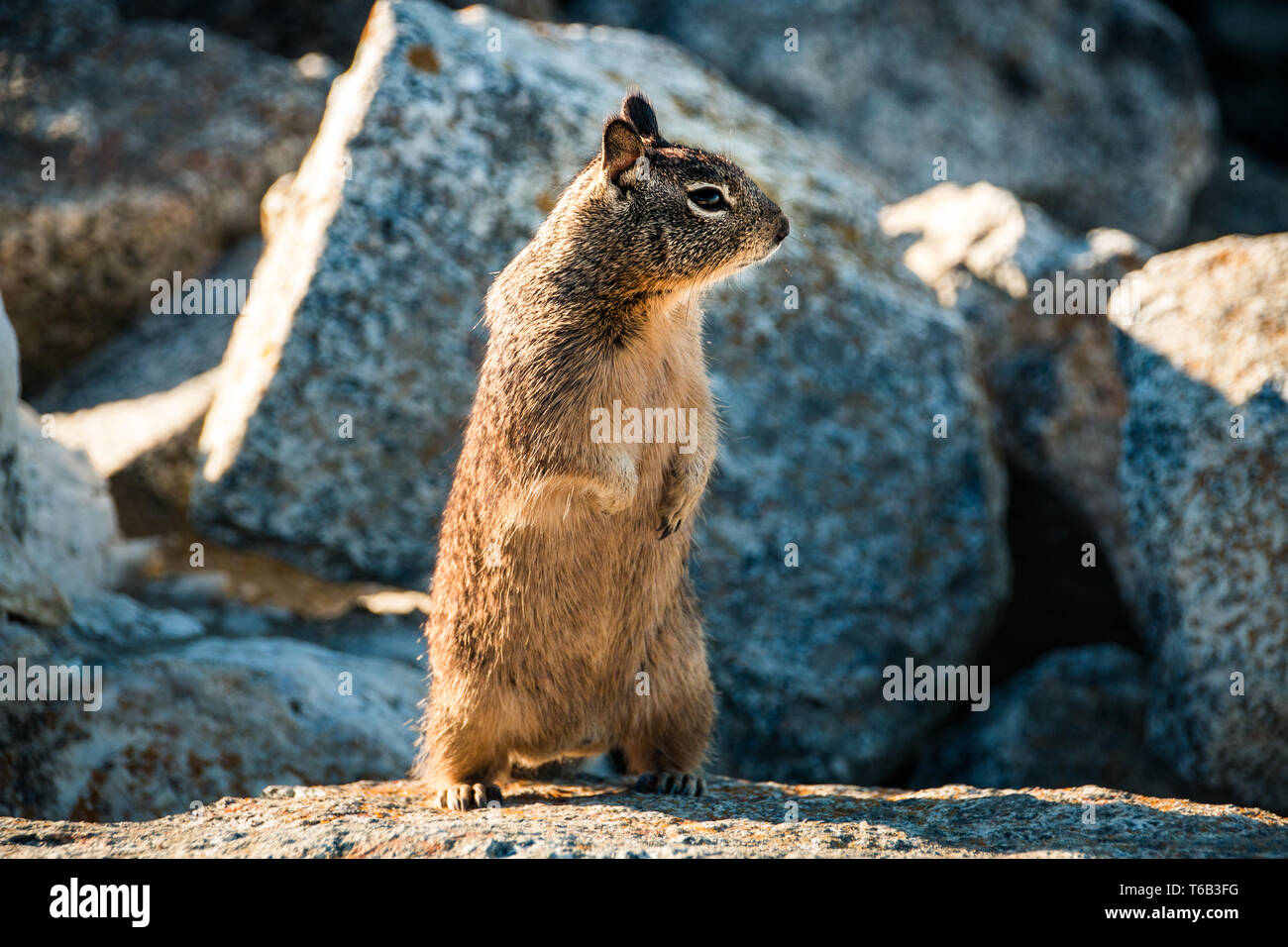 sweet curious california ground squirrel standing upright, animal in