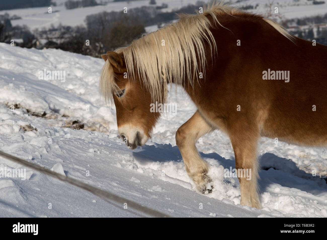 German horse hires stock photography and images Alamy