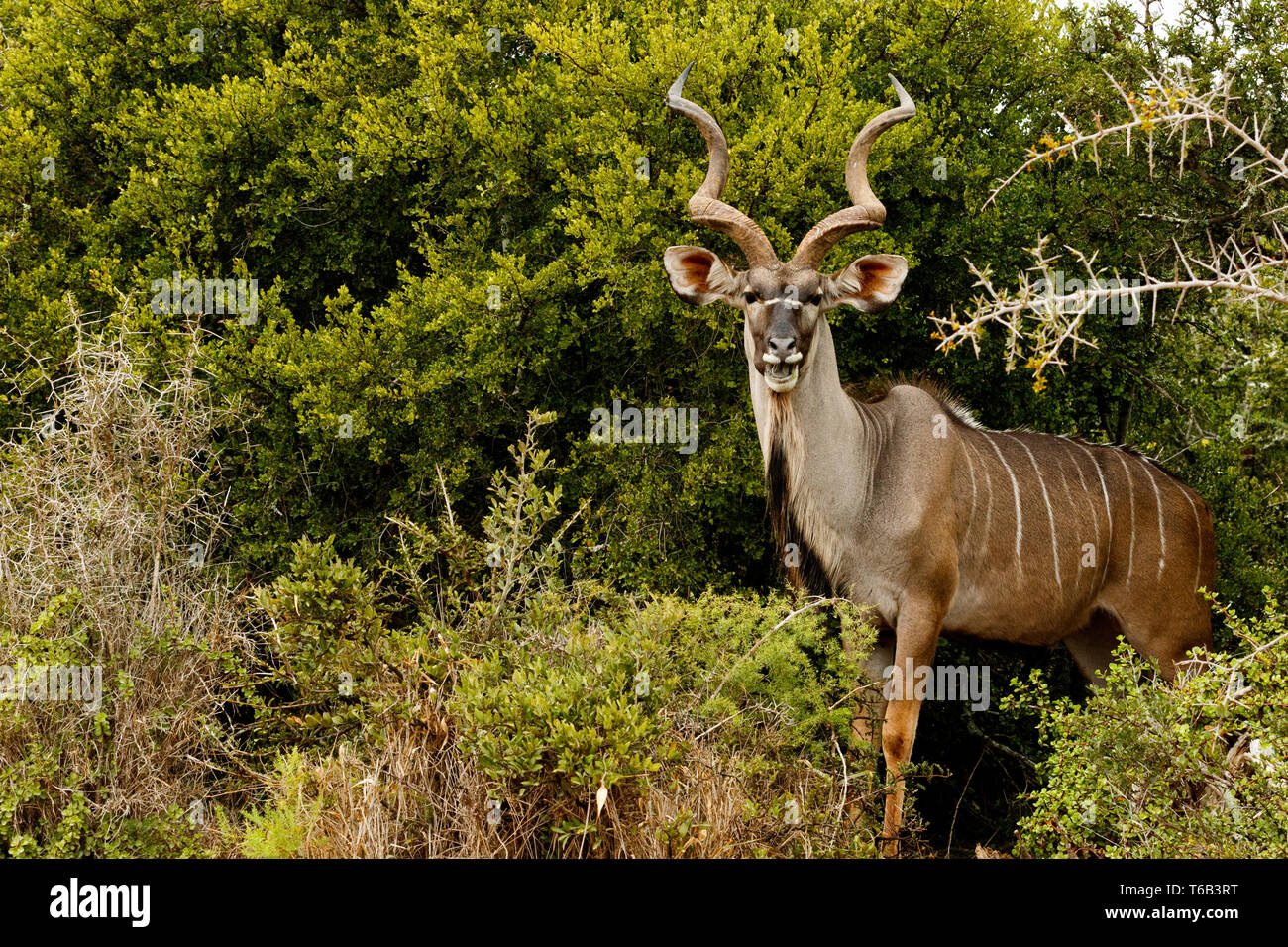 Greater Kudu standing and smiling Stock Photo