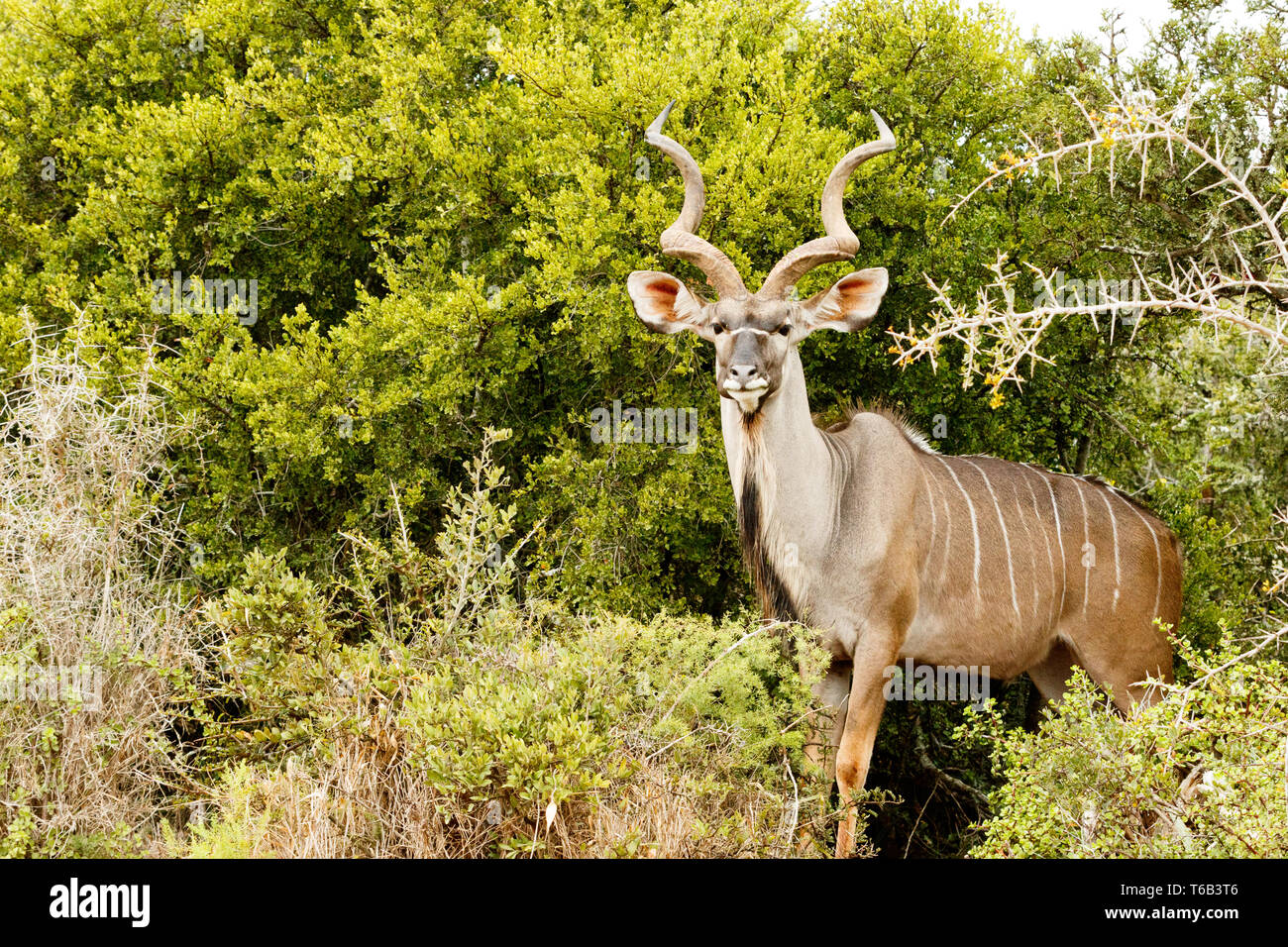 Greater Kudu - Tragelaphus strepsiceros Stock Photo
