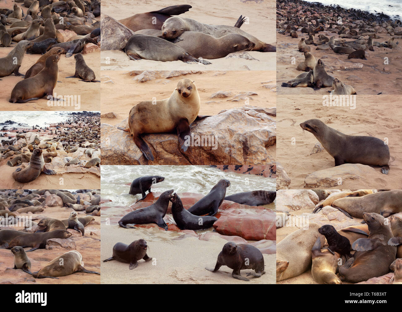Collection of of brown fur seal sea lions africa hires stock