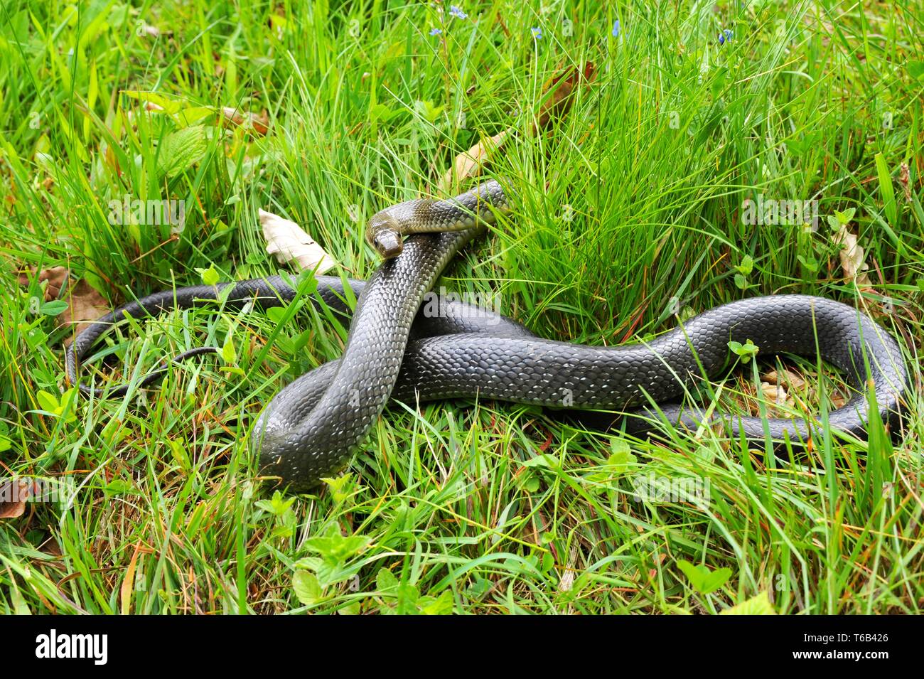 Aesculap Rat Snake, Zamensis longissimus, Neckartal, Germany Stock Photo