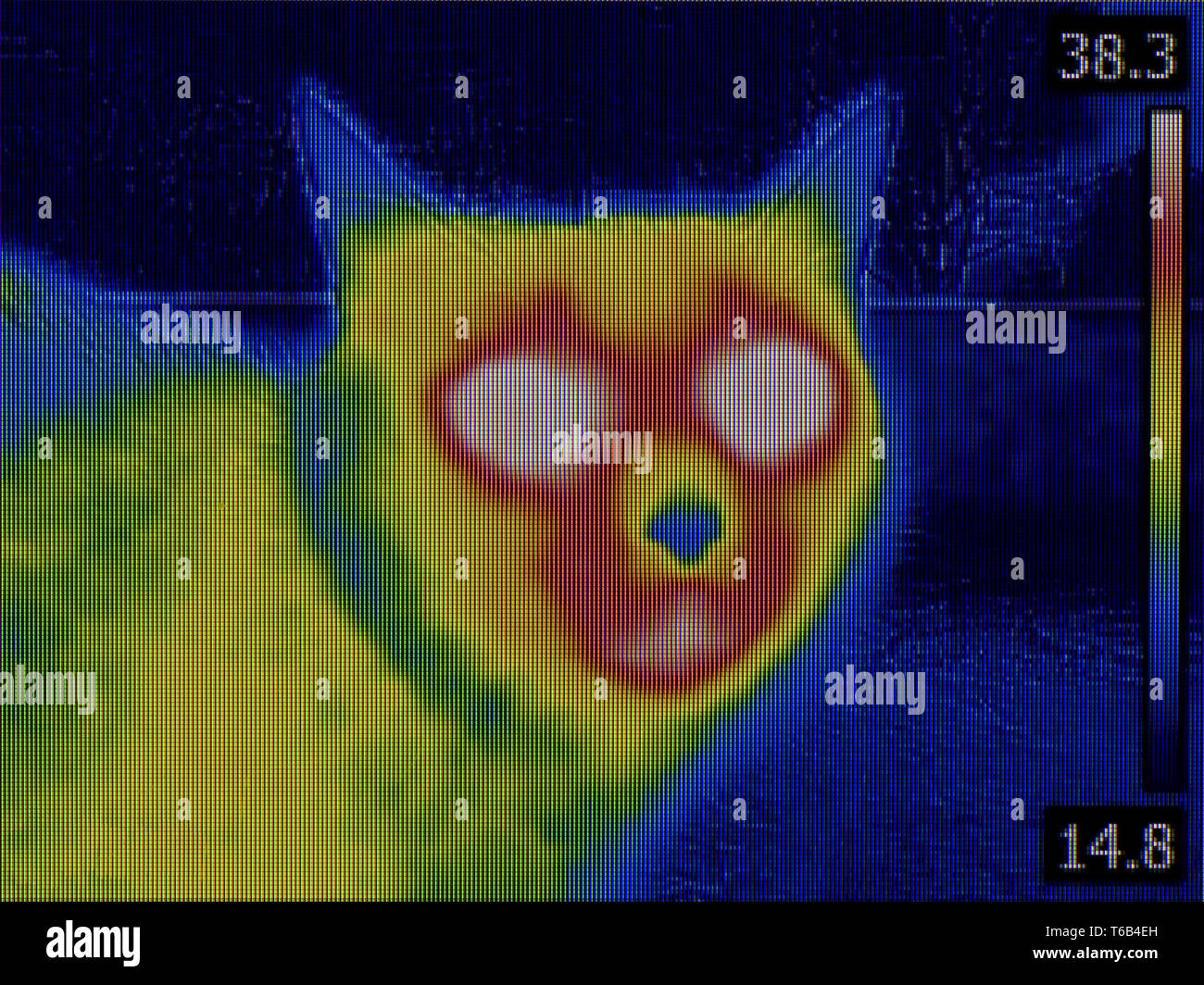 Cat Head Thermal Imaging Stock Photo