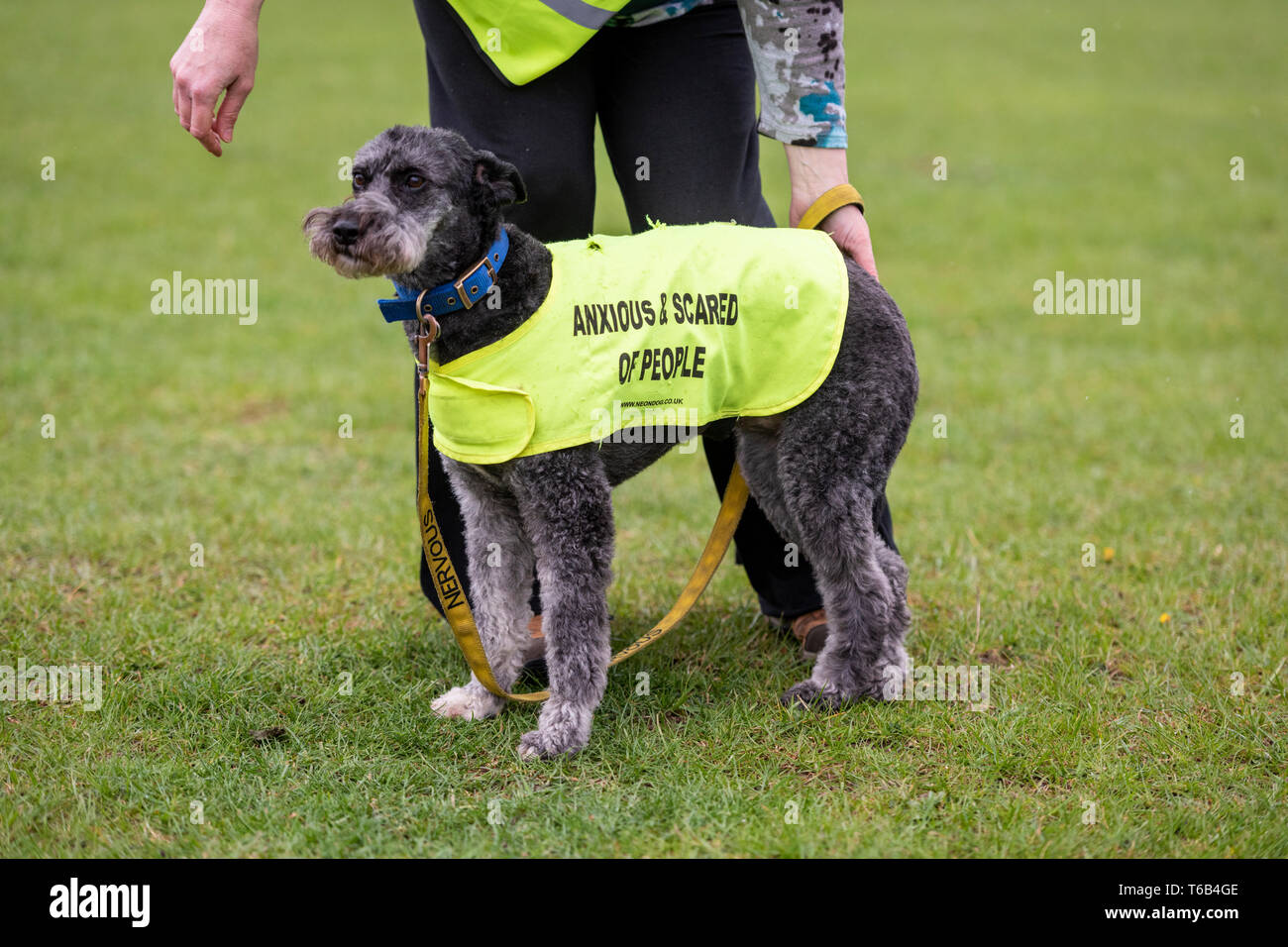 A woman with a dog wearing a yellow hi vis jacket with Anxious and Scared of people written on it Stock Photo Alamy