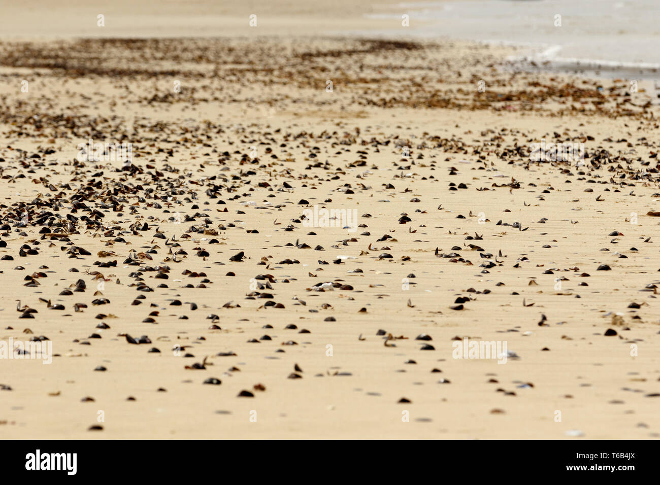 Seashells on the sand in Port St Francis Stock Photo