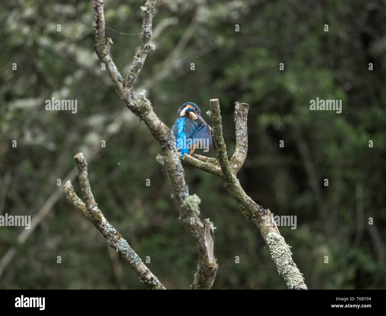 Kingfisher, Welsh Wildlife Centre, Cilgerran, Wales Stock Photo