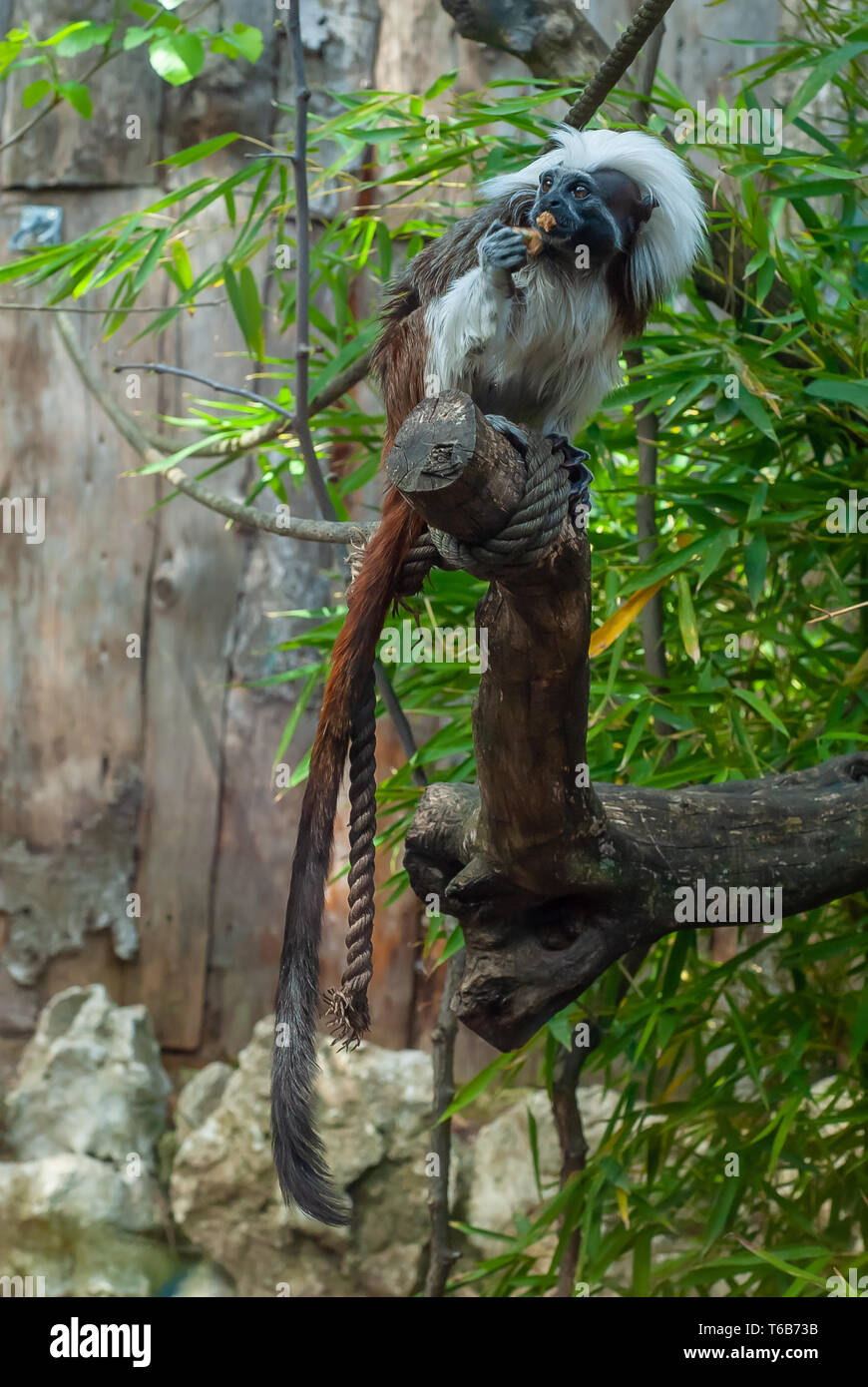 Shot of a young monkey of the Tamarín breed, shot on a tree, while he is eating Stock Photo
