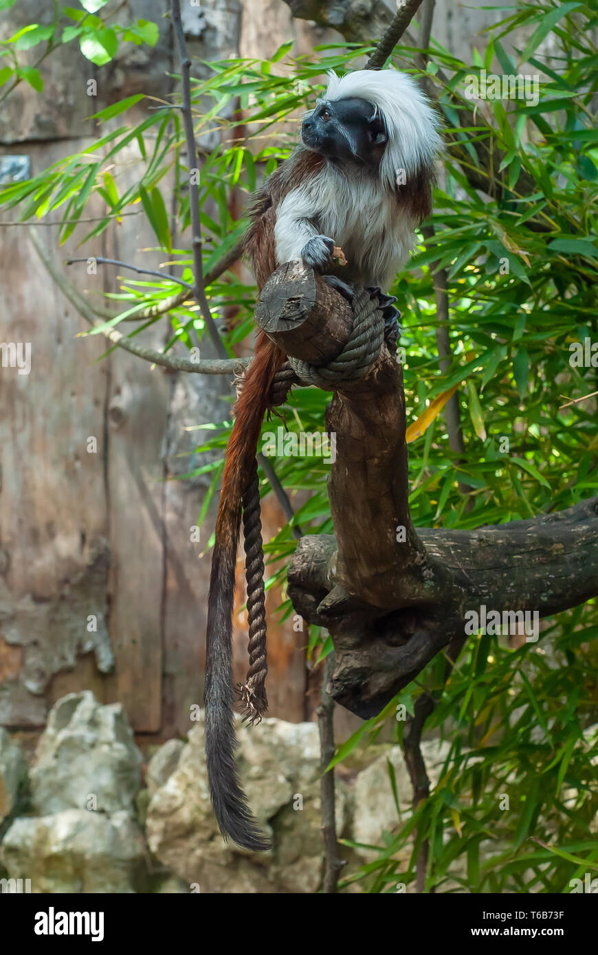 Shot of a young monkey of the Tamarín breed, with its thick white hair, shot on a tree Stock Photo