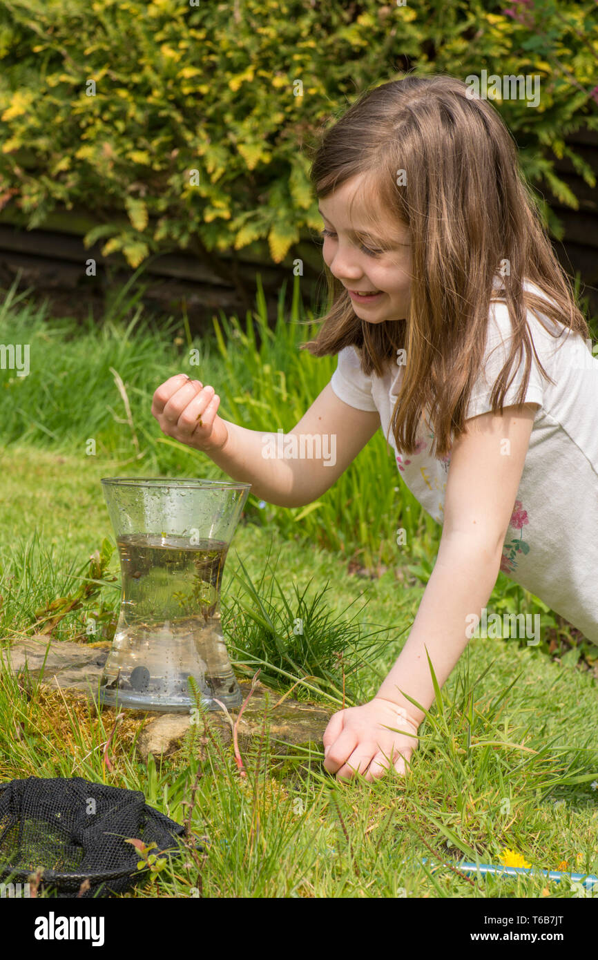 young girl, eight years old, pond dipping, catching pond life, tadpoles, dragonfly larvae, in net, and putting them in jar, garden wildlife pond, Stock Photo