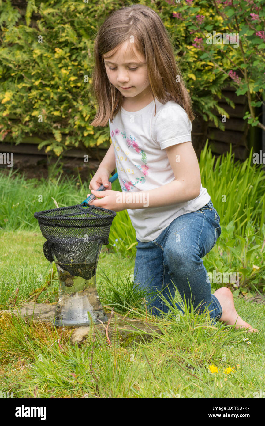 young girl, eight years old, pond dipping, catching pond life, tadpoles, dragonfly larvae, in net, and putting them in jar, garden wildlife pond, Stock Photo