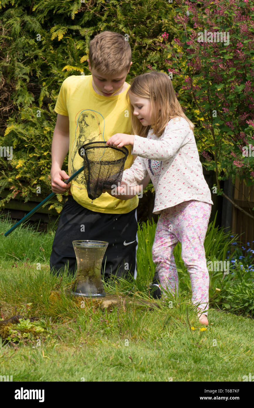 young children, brother and sister, pond dipping together, with net, garden wildlife pond, older brother, younger sister, playing together. nature, Stock Photo