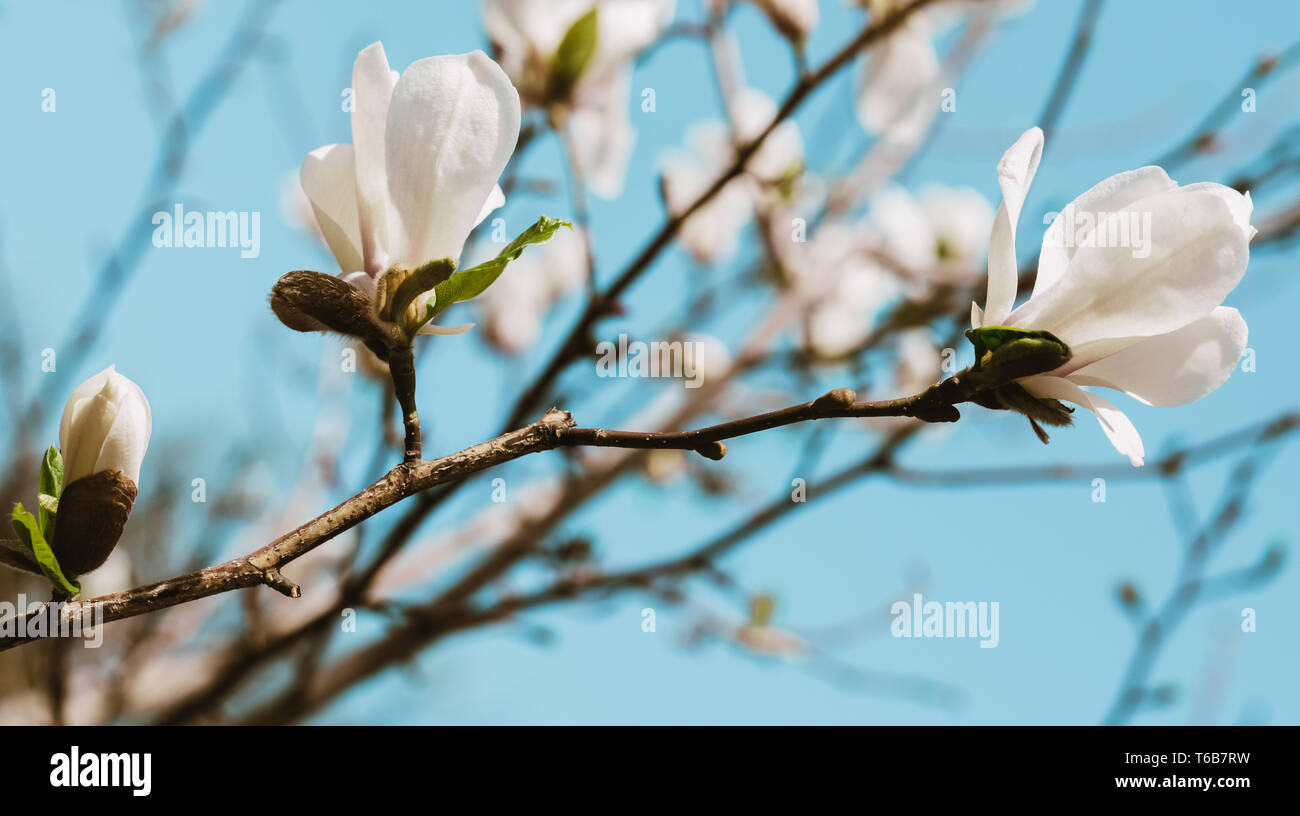 White magnolia flowers blooming on the blue sky Stock Photo - Alamy