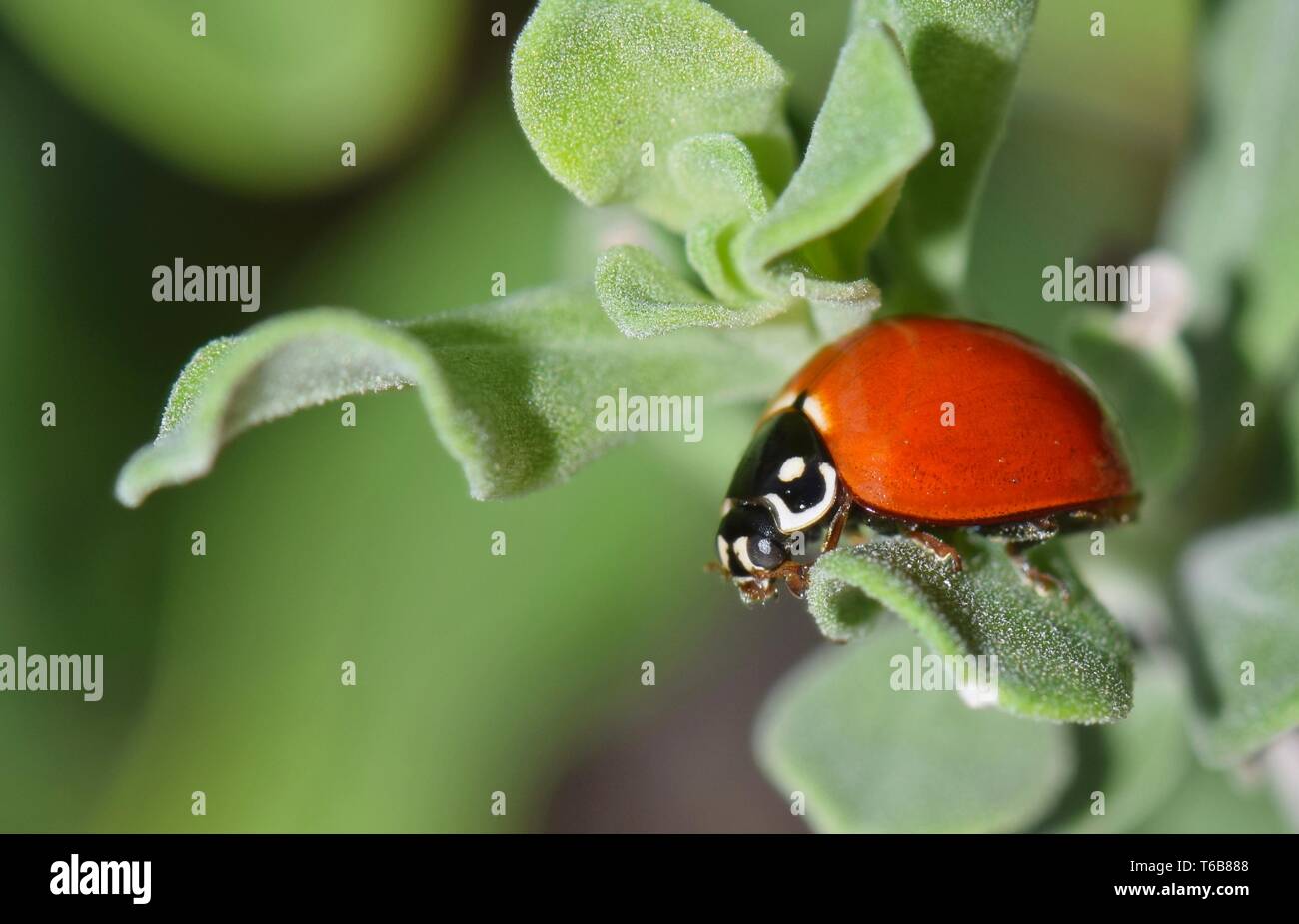A Polished Lady Beetle (Cycloneda munda) wandering across leaves of a Barometer Bush during Springtime in Houston, TX. Stock Photo