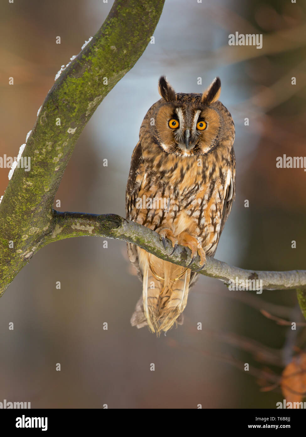 Long-eared owl (Asio otus), also known as the northern long-eared owl, is a species of owl which breeds in Europe, Asia, and North America. Stock Photo