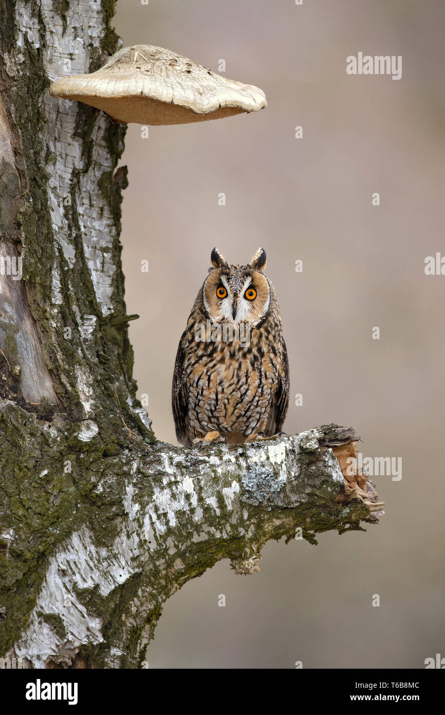 Long-eared owl (Asio otus), also known as the northern long-eared owl, is a species of owl which breeds in Europe, Asia, and North America. Stock Photo