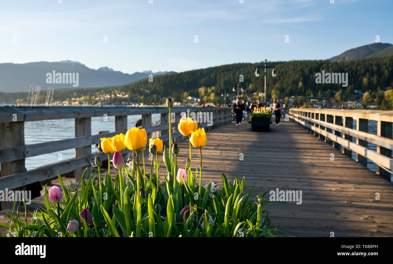 Port Moody, British Columbia Canada - Spring tulips on the pier at Rocky Point Park. Stock Photo