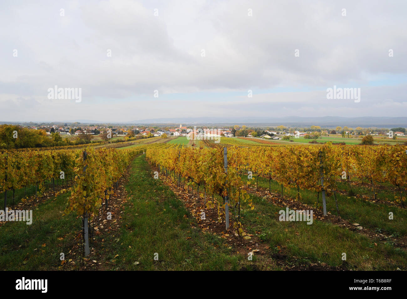 Vineyard with municipality Oslip in Burgenland in autumn Stock Photo
