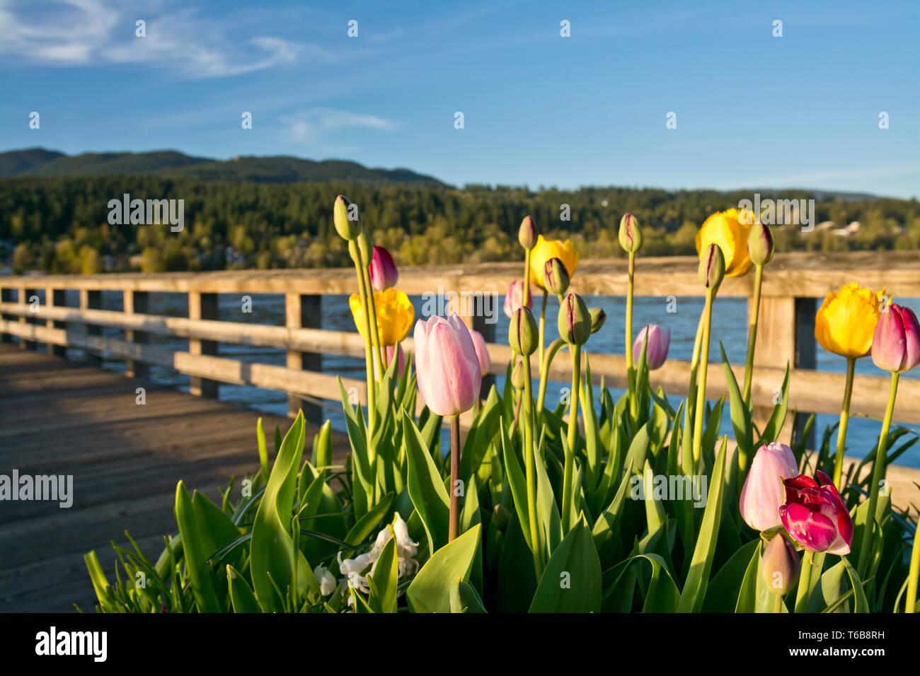Tulips on the pier of Rocky Point Park in Port Moody, British Columbia, Canada in the Spring.   Looking at the waters of Burrard Inlet. Stock Photo
