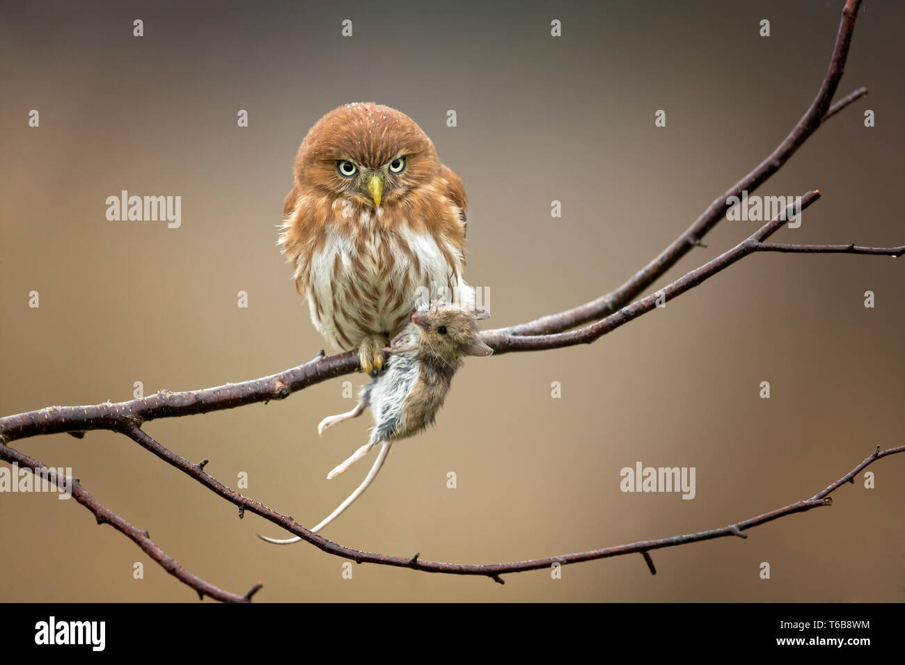 Ferruginous pygmy owl (Glaucidium brasilianum) is a small owl that breeds in south-central Arizona in the United States and south america Stock Photo