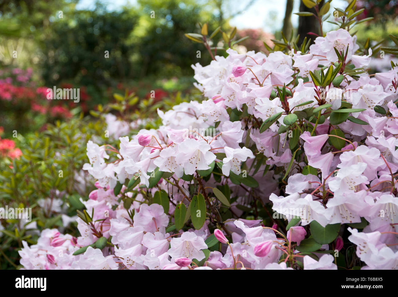Rhododendron "Mission Bells" flowering in a garden in Metro Vancouver