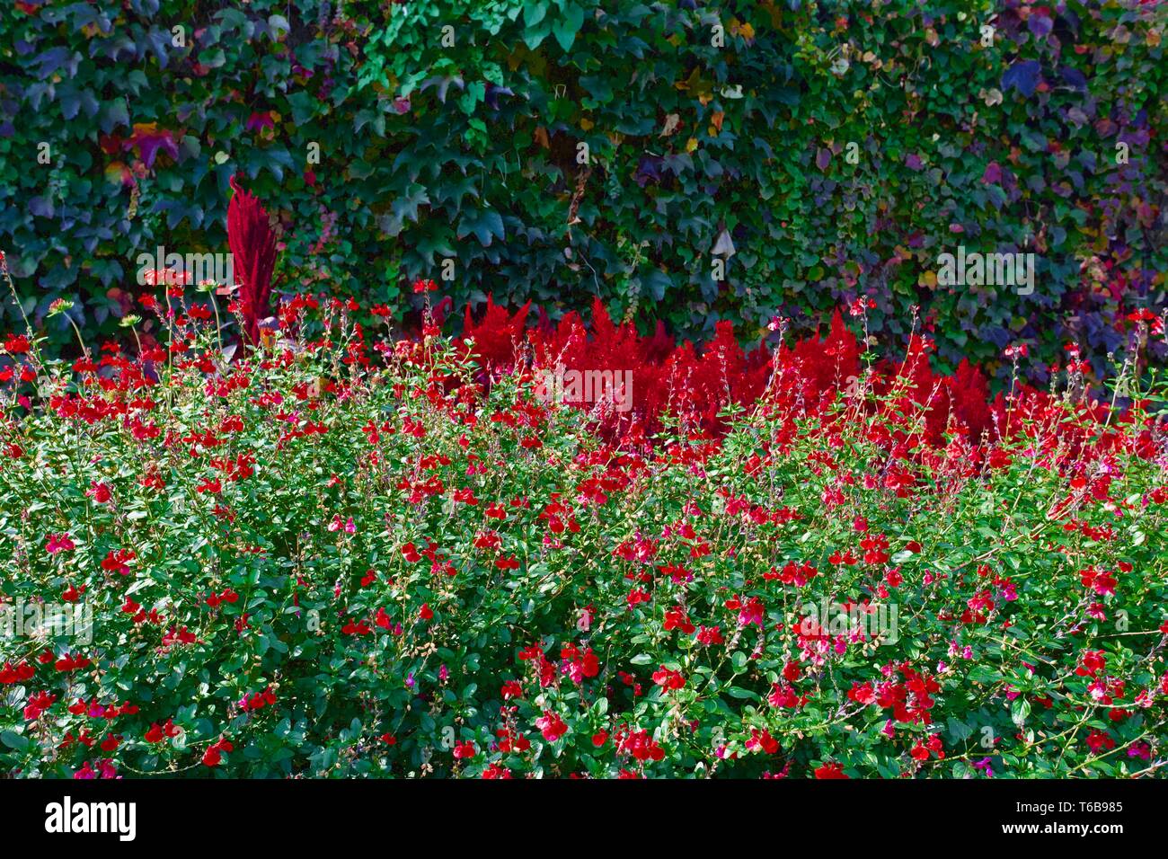 Colourful colorful wild flowers hi-res stock photography and images - Alamy
