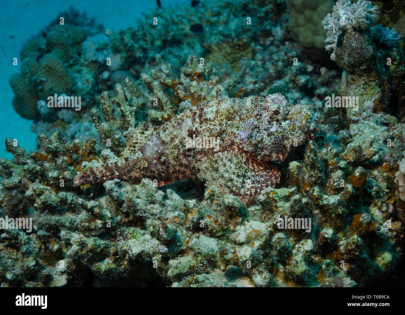 Tassled Scorpionfish, Scorpaenopsis oxycephalus, disguised on hard coral, Marsa Alam, Red Sea, Egypt Stock Photo